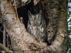 Megascops asio mccallii