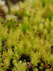 Aulacomnium androgynum