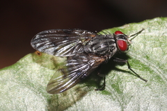 Phaoniinae
