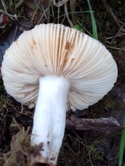 Russula fellea