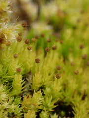 Aulacomnium androgynum