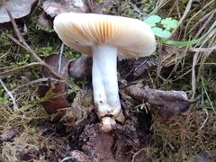Russula fellea