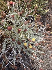 Syncarpha gnaphaloides