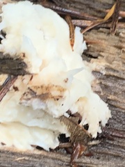 Hericium