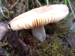 Russula fellea