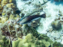 Aulostomus maculatus