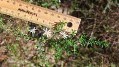 Olearia microphylla