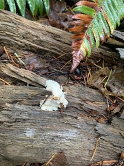 Hericium