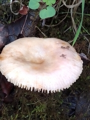 Russula fellea