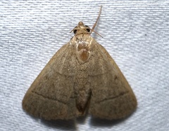 Hypsopygia nostralis