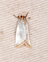 Urola nivalis