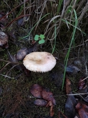 Russula fellea