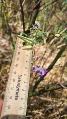 Glycine microphylla