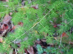 Asparagus