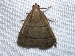 Hypsopygia nostralis