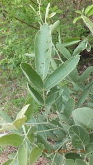 Philenoptera violacea