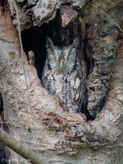 Megascops asio mccallii