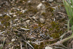 Psora crenata