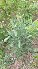 Philenoptera violacea