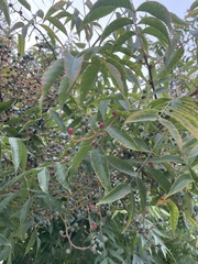 Pistacia chinensis
