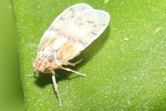 Cixiidae