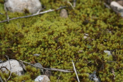 Pseudocrossidium crinitum