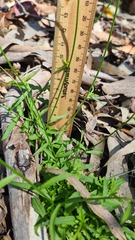 Wahlenbergia gracilis