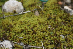 Pseudocrossidium crinitum