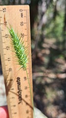 Echinopogon caespitosus