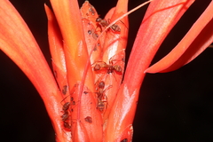 Image of Camponotus juliae