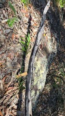 Echinopogon caespitosus