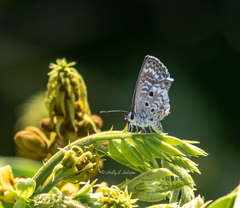 Cyclargus thomasi bethunebakeri