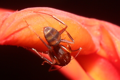 Camponotus juliae