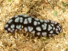 Phyllidiella pustulosa