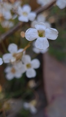 Mitrasacme polymorpha