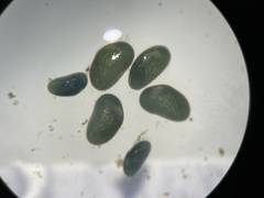 Ostracoda