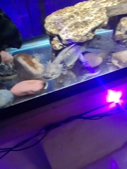 Ambystoma mexicanum
