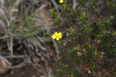 Osteospermum scabrum