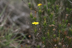 Osteospermum scabrum