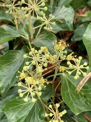 Hedera canariensis
