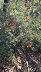 Lambertia formosa