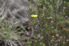 Osteospermum scabrum