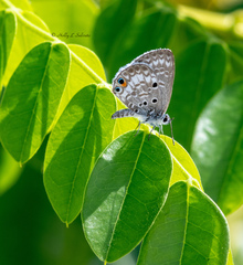 Cyclargus thomasi bethunebakeri