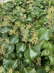 Hedera canariensis