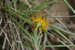 Osteospermum scabrum