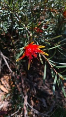 Lambertia formosa