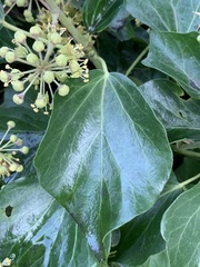 Hedera canariensis