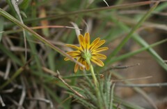 Osteospermum scabrum