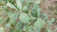 Gymnosporia glaucophylla