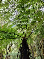 Cyathea cunninghamii